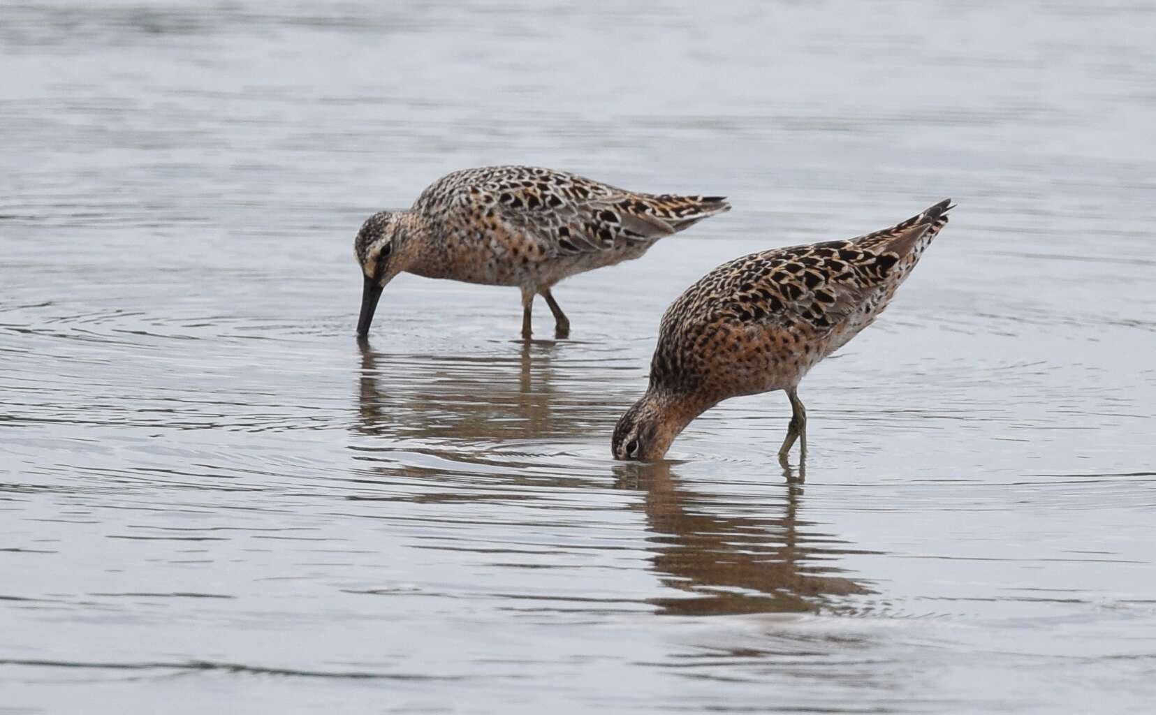 Image of Short-billed Dowitcher