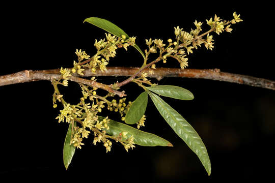 Image of Searsia pendulina (Jacq.) Moffett