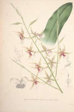 Слика од Oncidium hastilabium (Lindl.) Beer