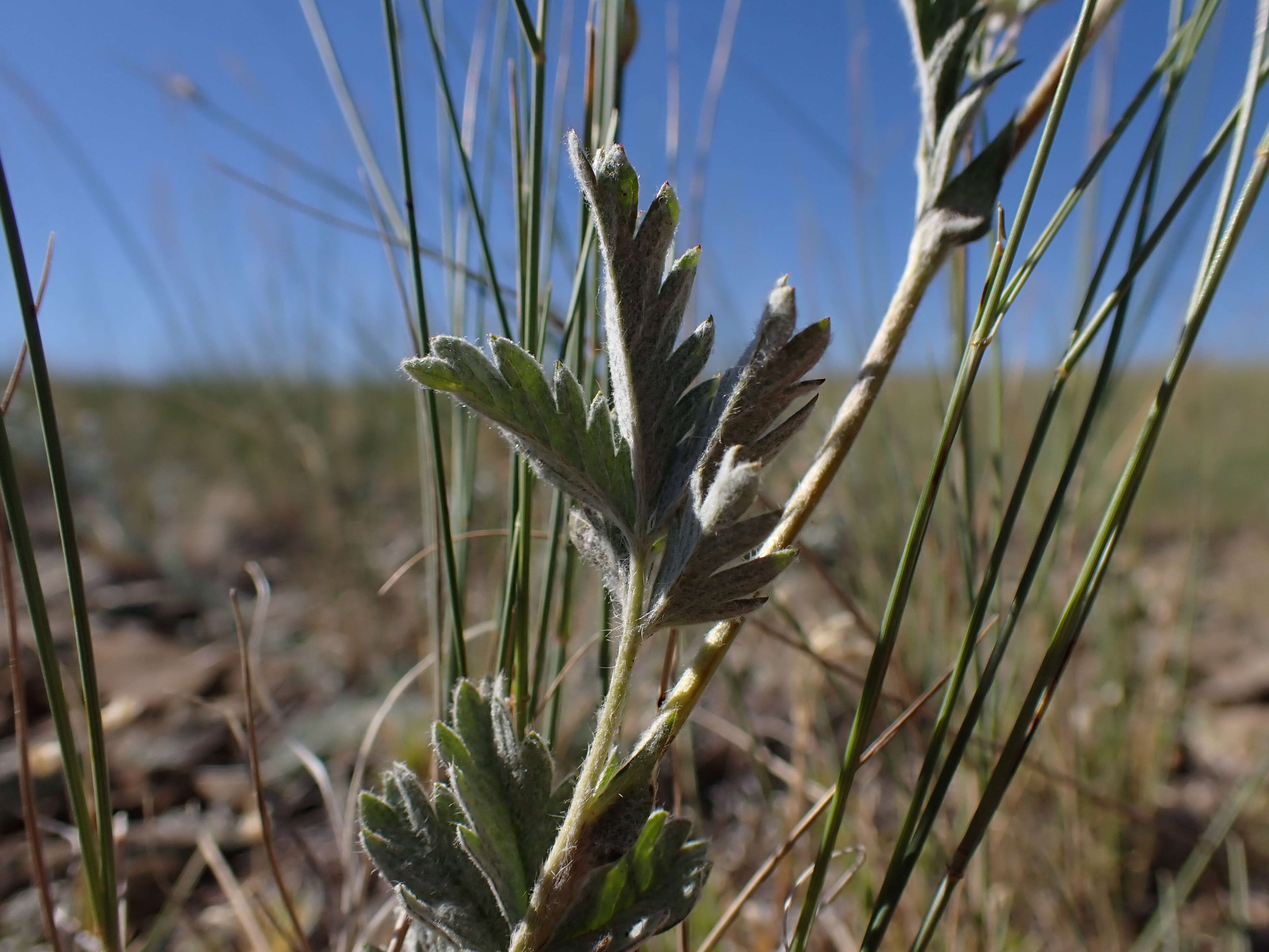 Image of woolly cinquefoil