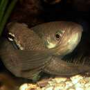 Image of Dusky betta