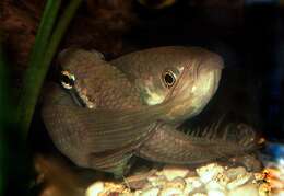 Image of Dusky betta