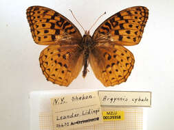 Image of Great Spangled Fritillary