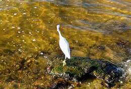 Image of Snowy Egret