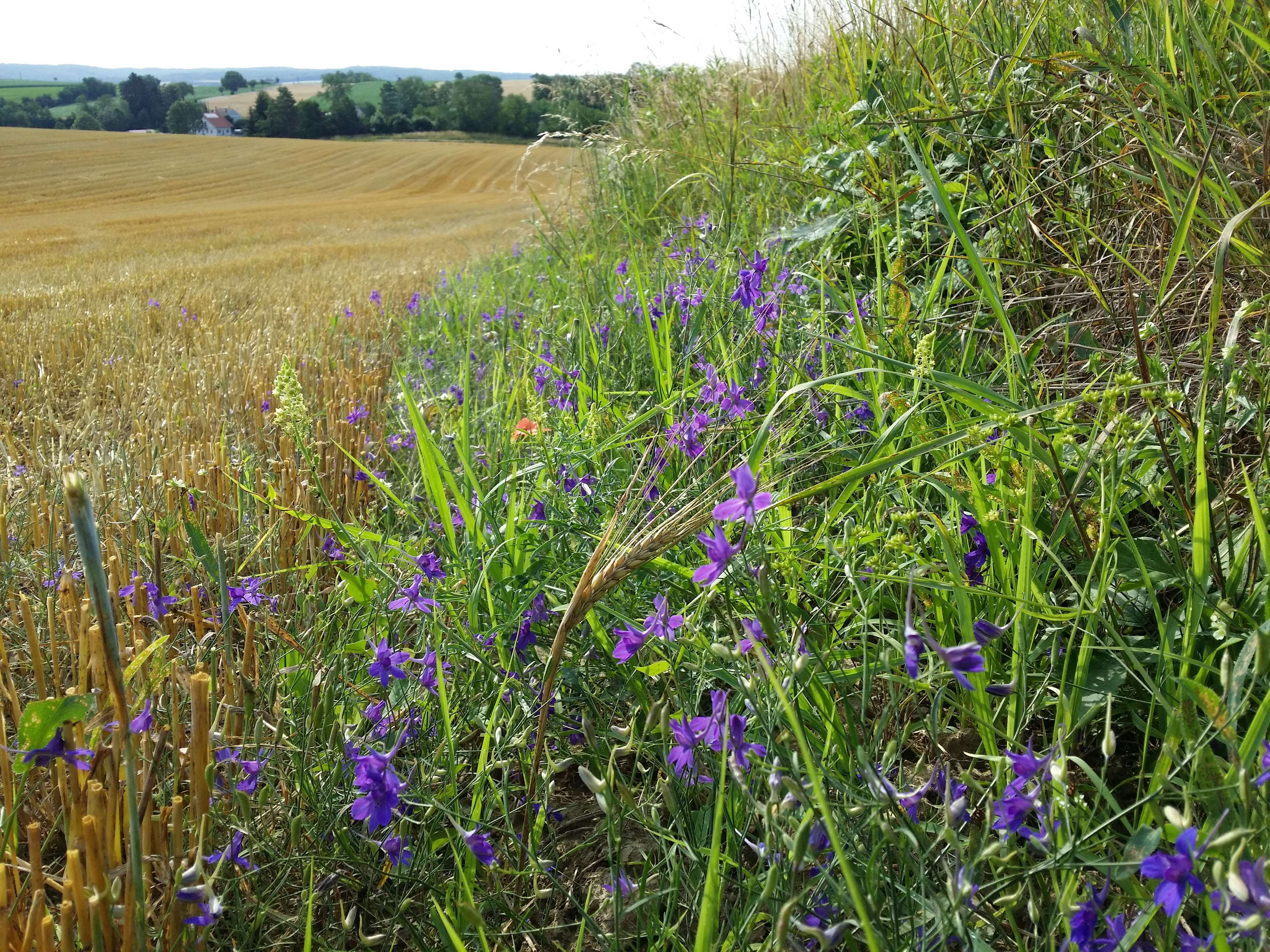 Image of forking larkspur