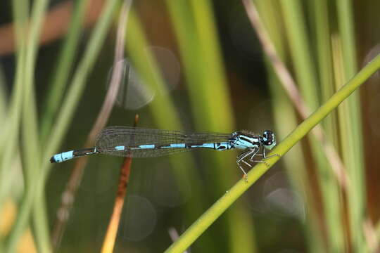 Plancia ëd Coenagrion johanssoni (Wallengren 1894)