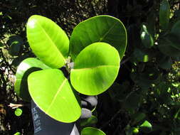 Image of Honokahua Melicope