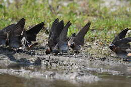 Image of American Cliff Swallow