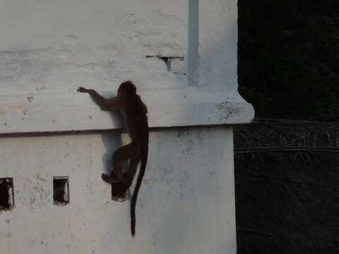 Image of Bonnet Macaque