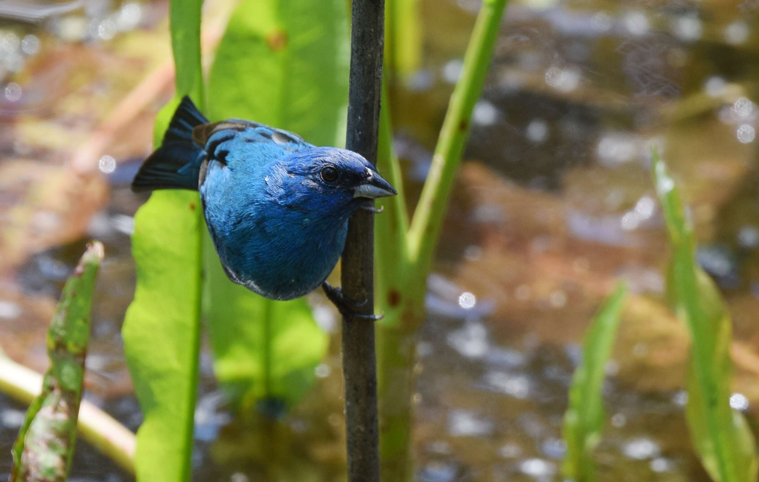 Image of Indigo Bunting