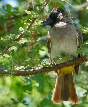 Image of Common Bulbul