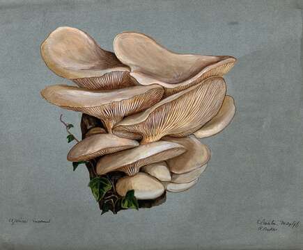 Image of Pleurotus euosmus (Berk.) Sacc. 1887