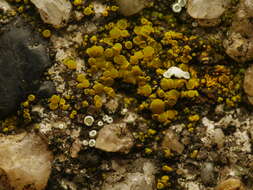 Image of Hidden goldspeck lichen