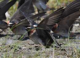 Image of American Cliff Swallow