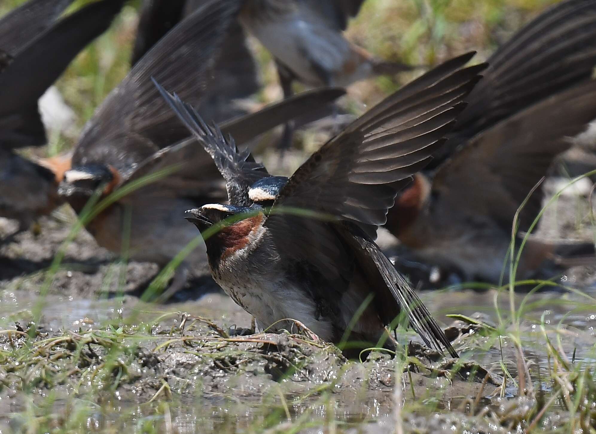 Image of American Cliff Swallow