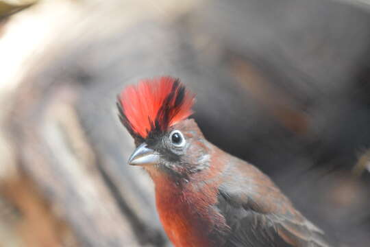 Image of Red Pileated Finch