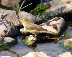 Image of Willow Warbler