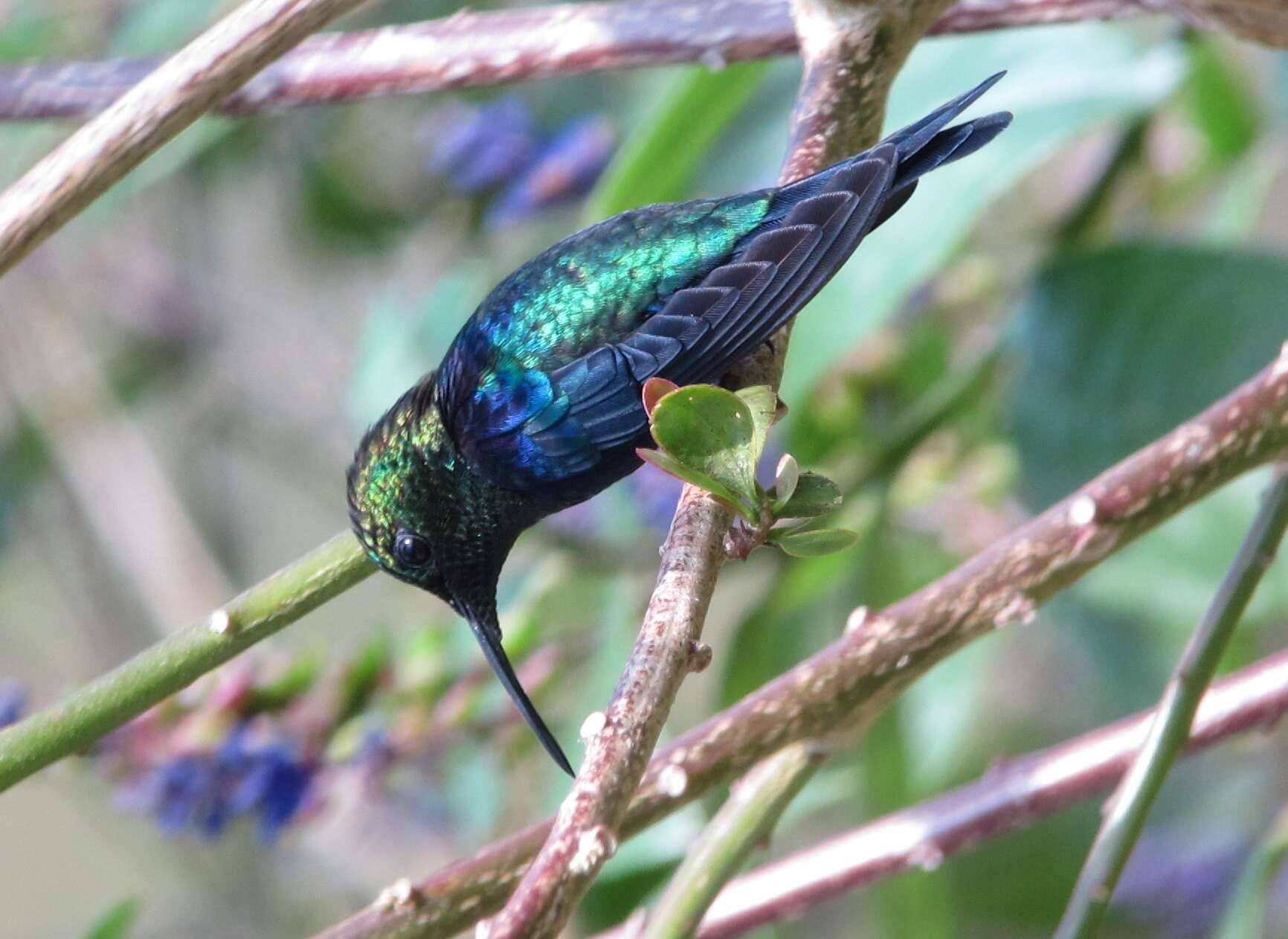 Image of Crowned Woodnymph