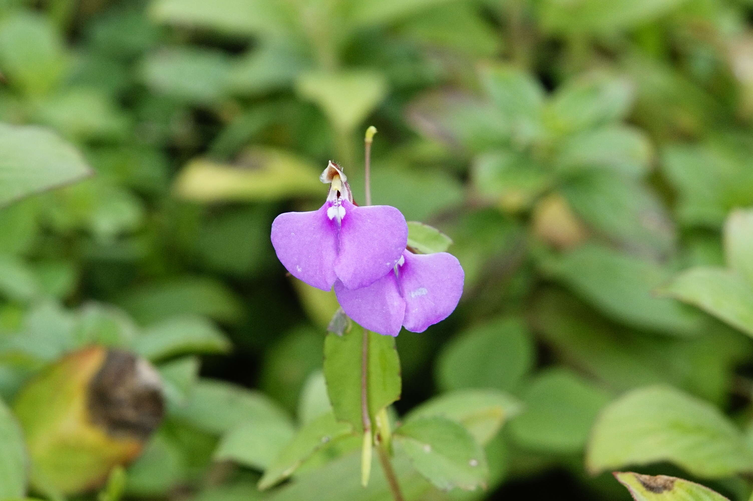 Image of Impatiens minor (DC.) S. S. R. Bennet