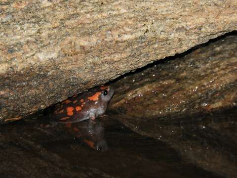 Image of marbled rubber frog