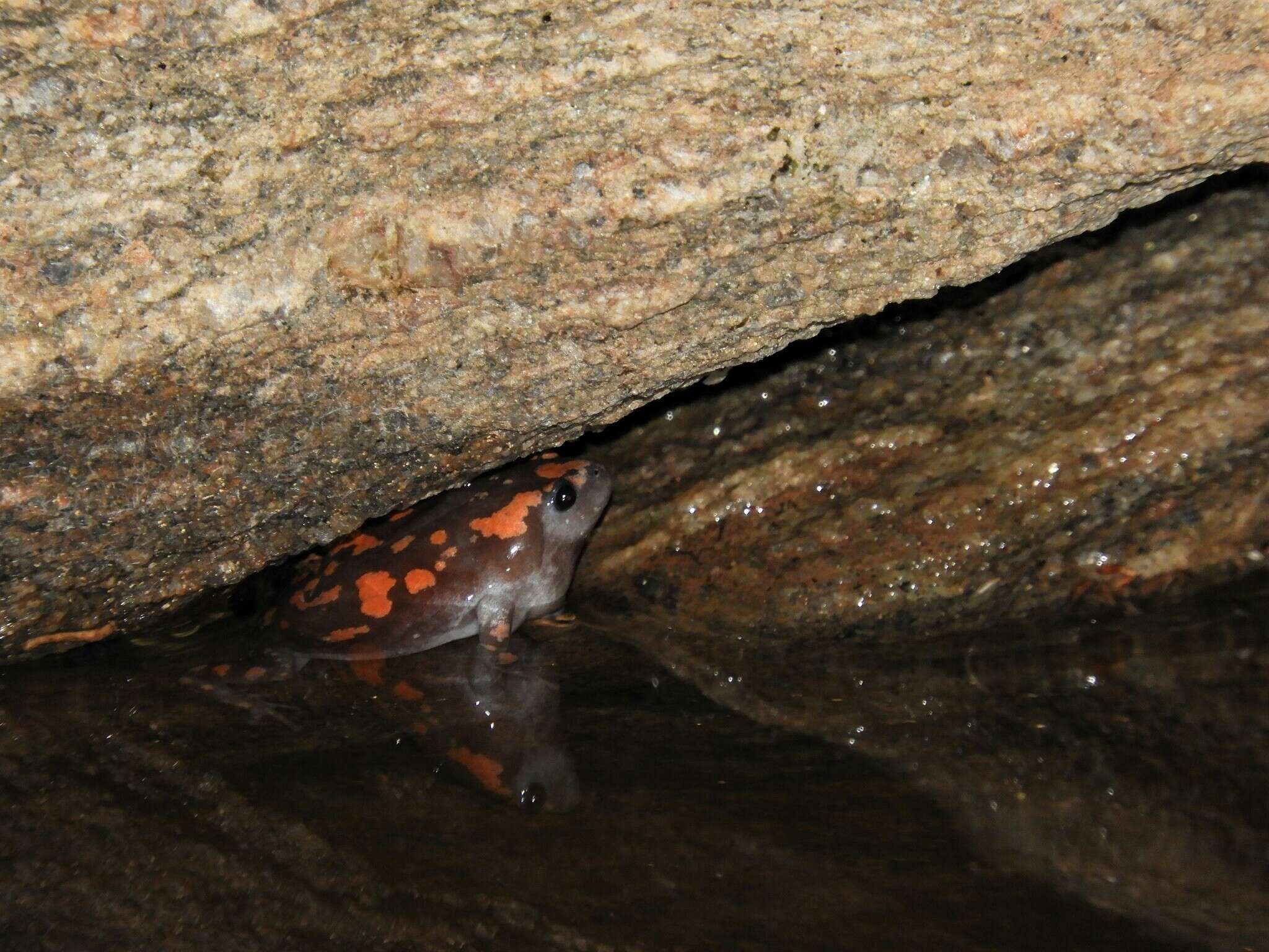 Image of marbled rubber frog
