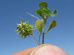 Слика од Medicago truncatula Gaertn.