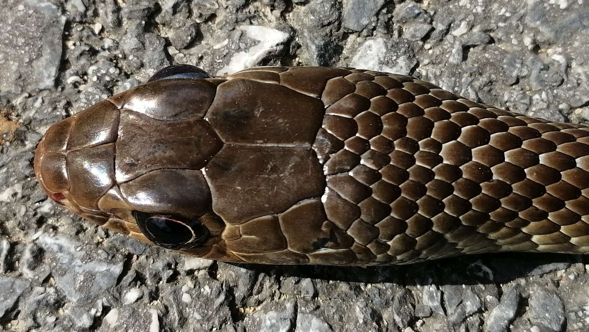 Image of Chinese Ratsnake