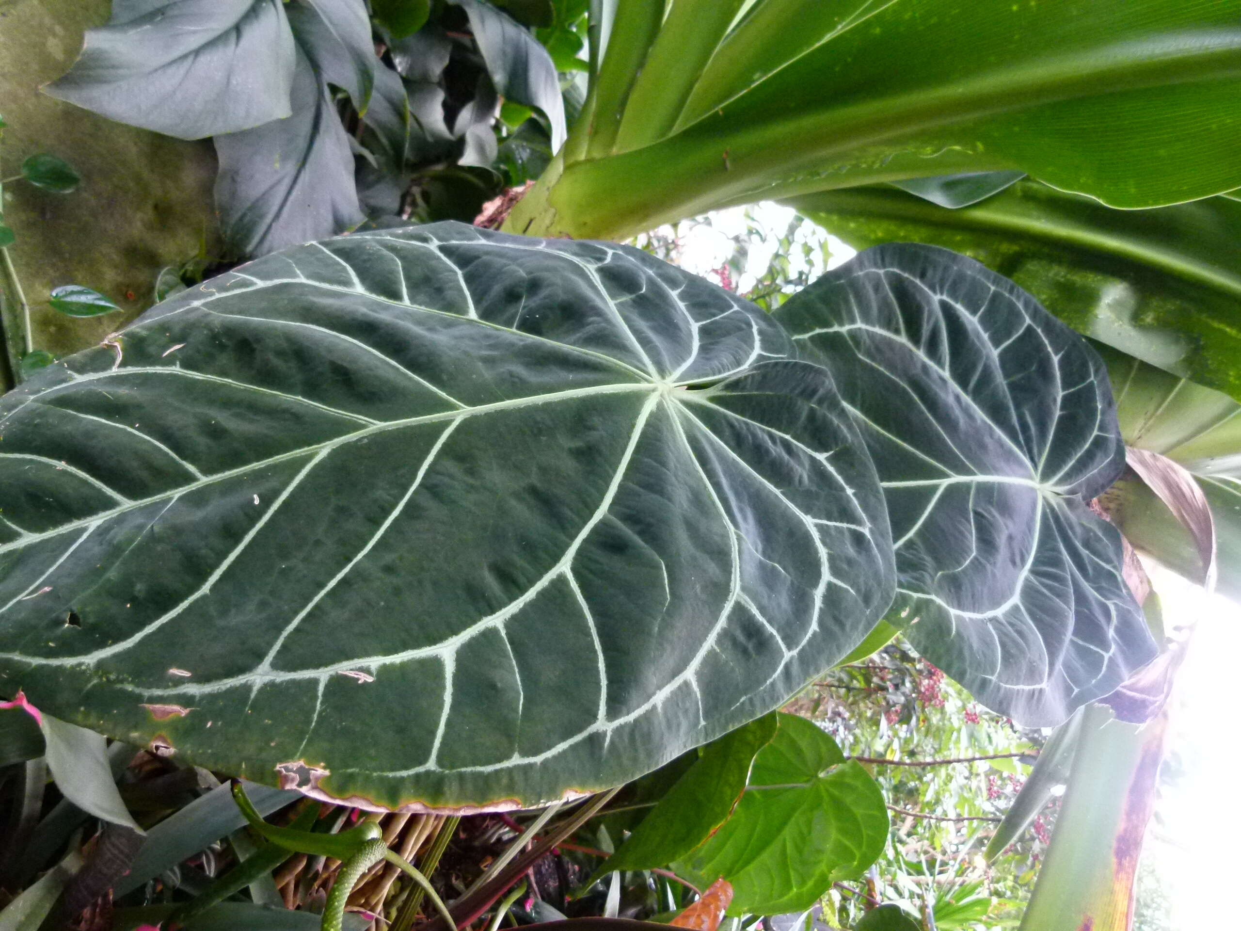 Imagem de Anthurium crystallinum Linden & André