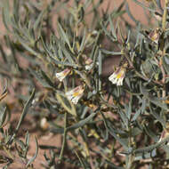 Image de Scaevola collaris F. Müll.