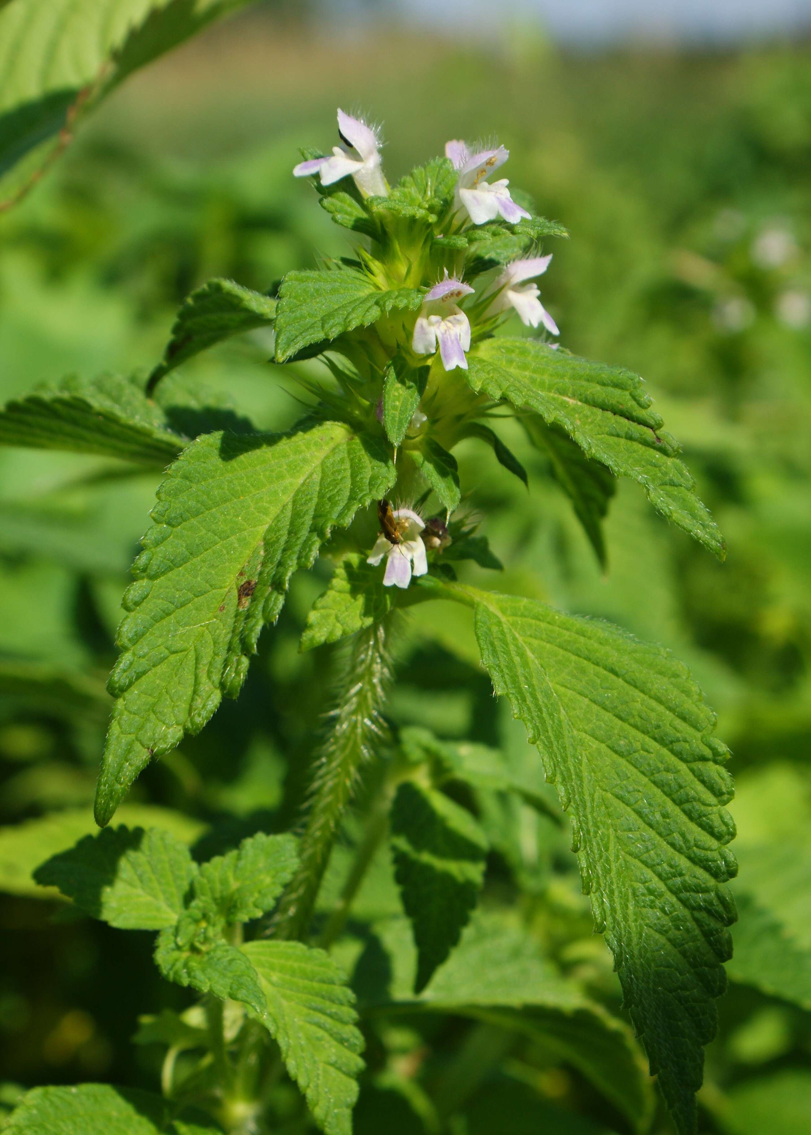 Image of lesser hemp-nettle