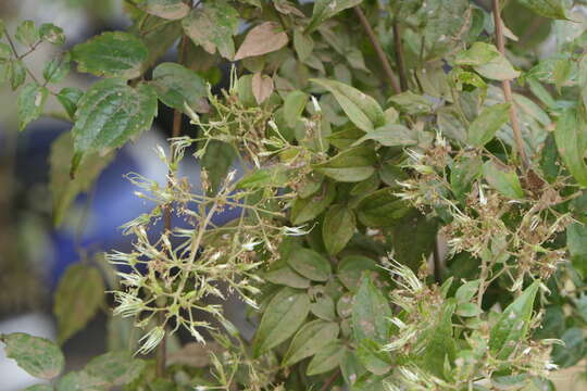 Image of Clematis javana DC.