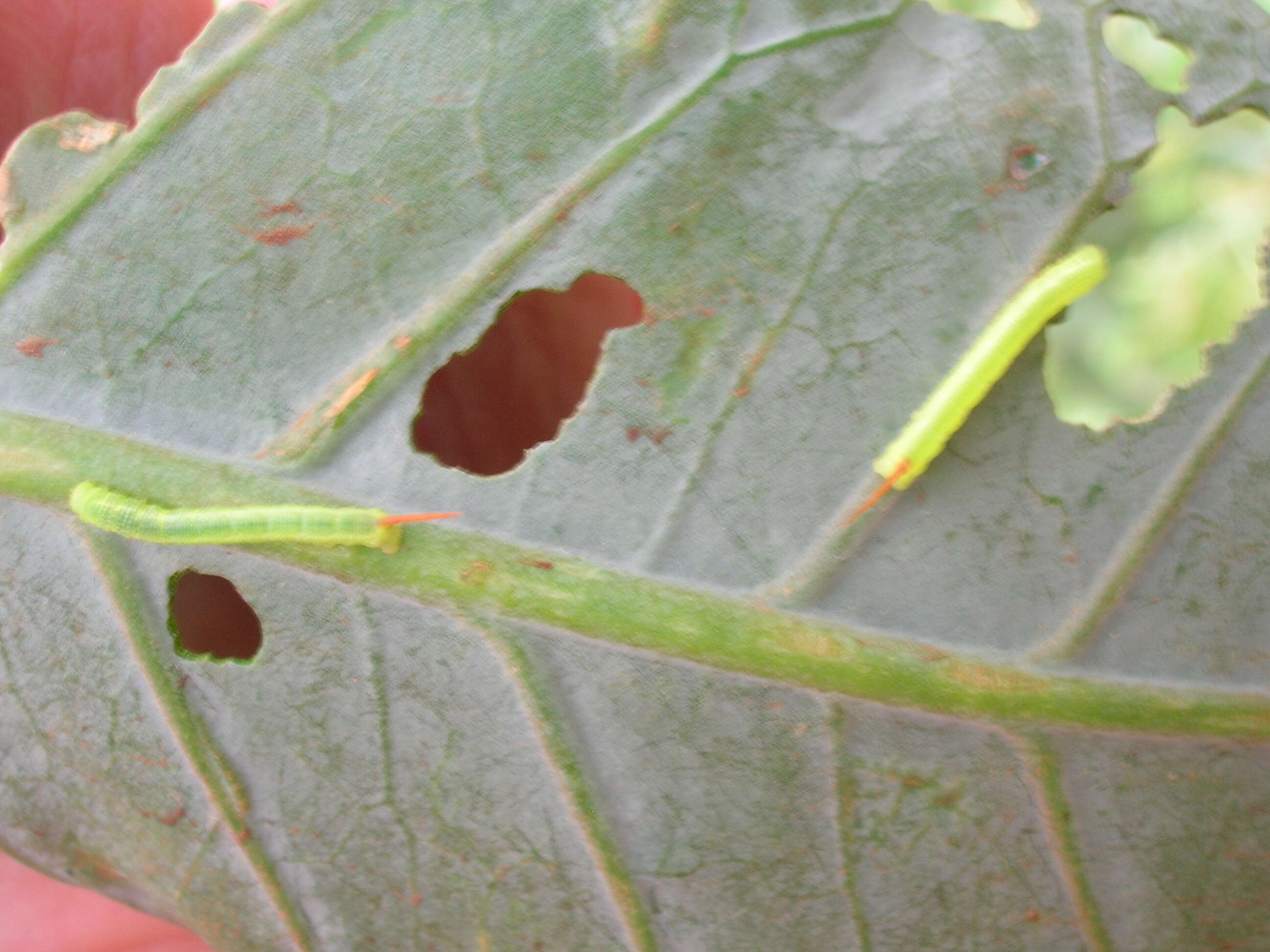 Image of tree tobacco