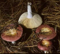 Image of Russula vinosa Lindblad 1901