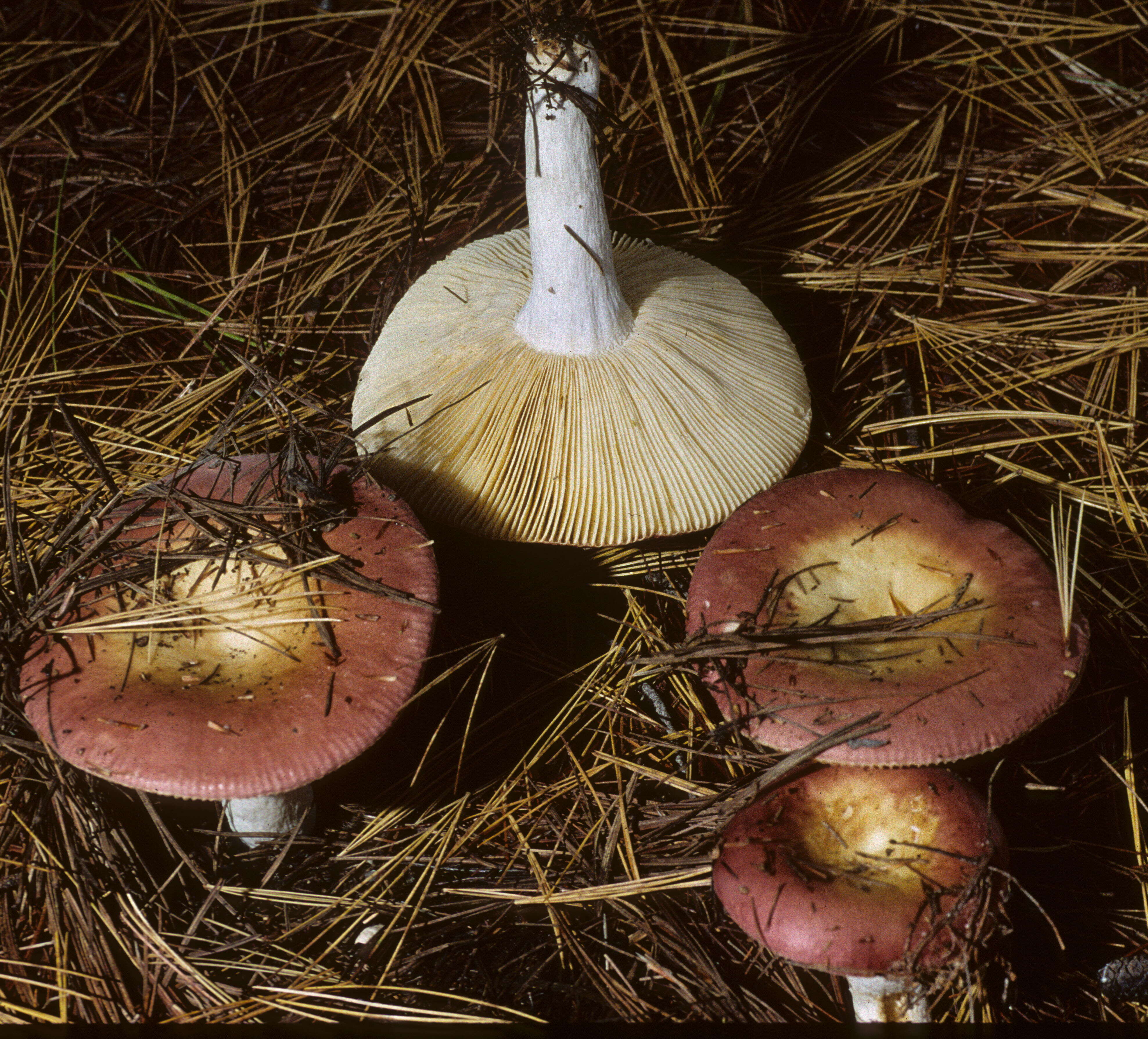 Image of Russula vinosa Lindblad 1901