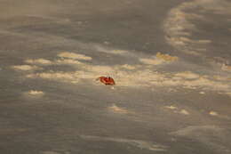 Image of red ghost crab