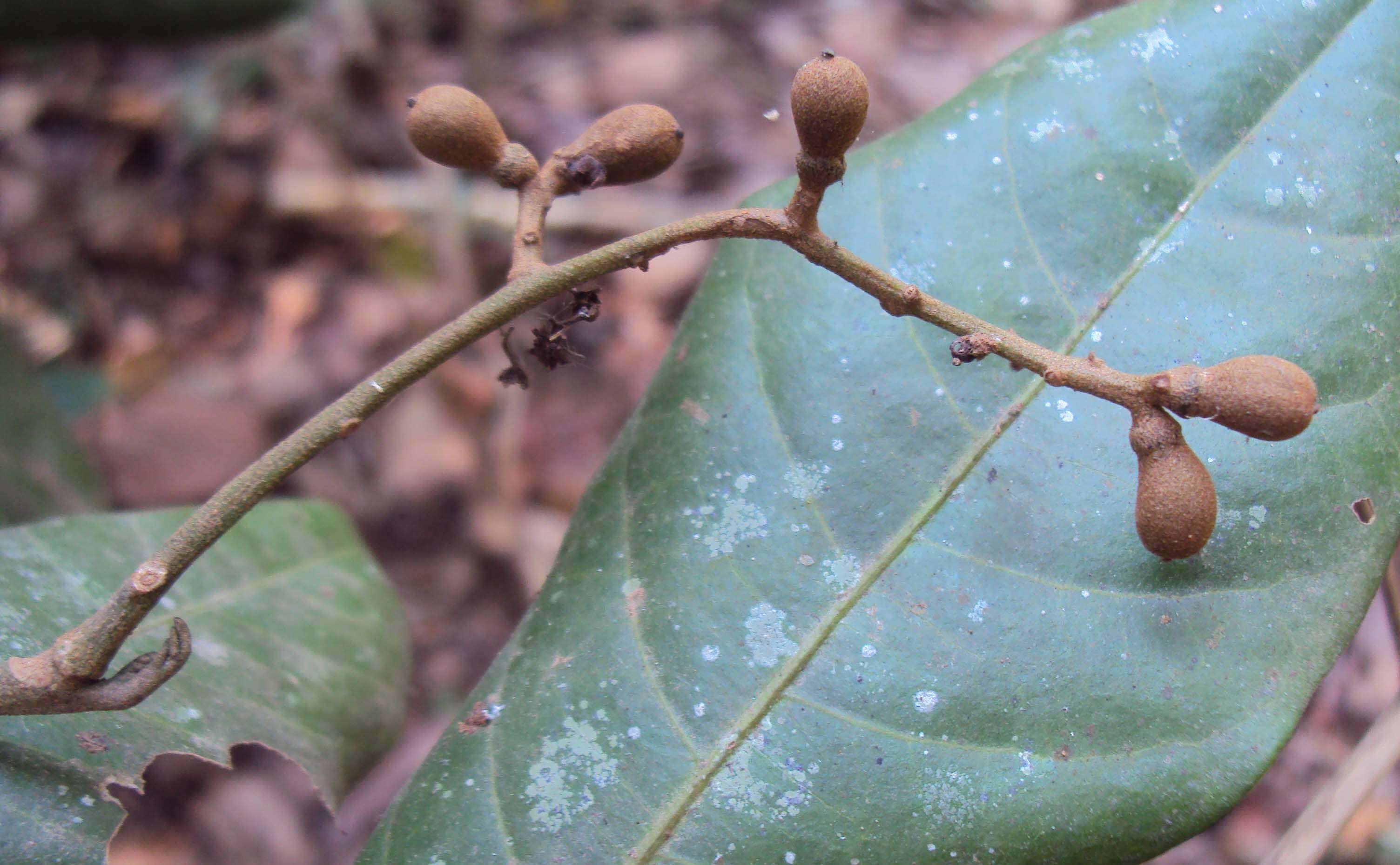 Image de Aglaia elaeagnoidea