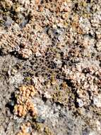 Image of Hidden goldspeck lichen