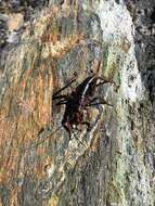 Image of mountain stone weta