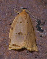 Image of Southern Ugly-nest Caterpillar Moth