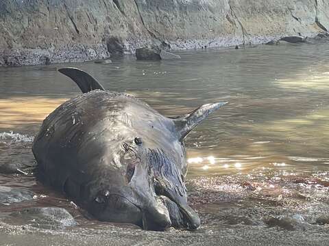 Image of Flatheaded Bottlenose Whale