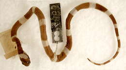 Image of Snail-eating Thirst Snake