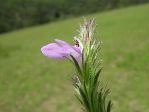 Image of Justicia adscendens R. Br.