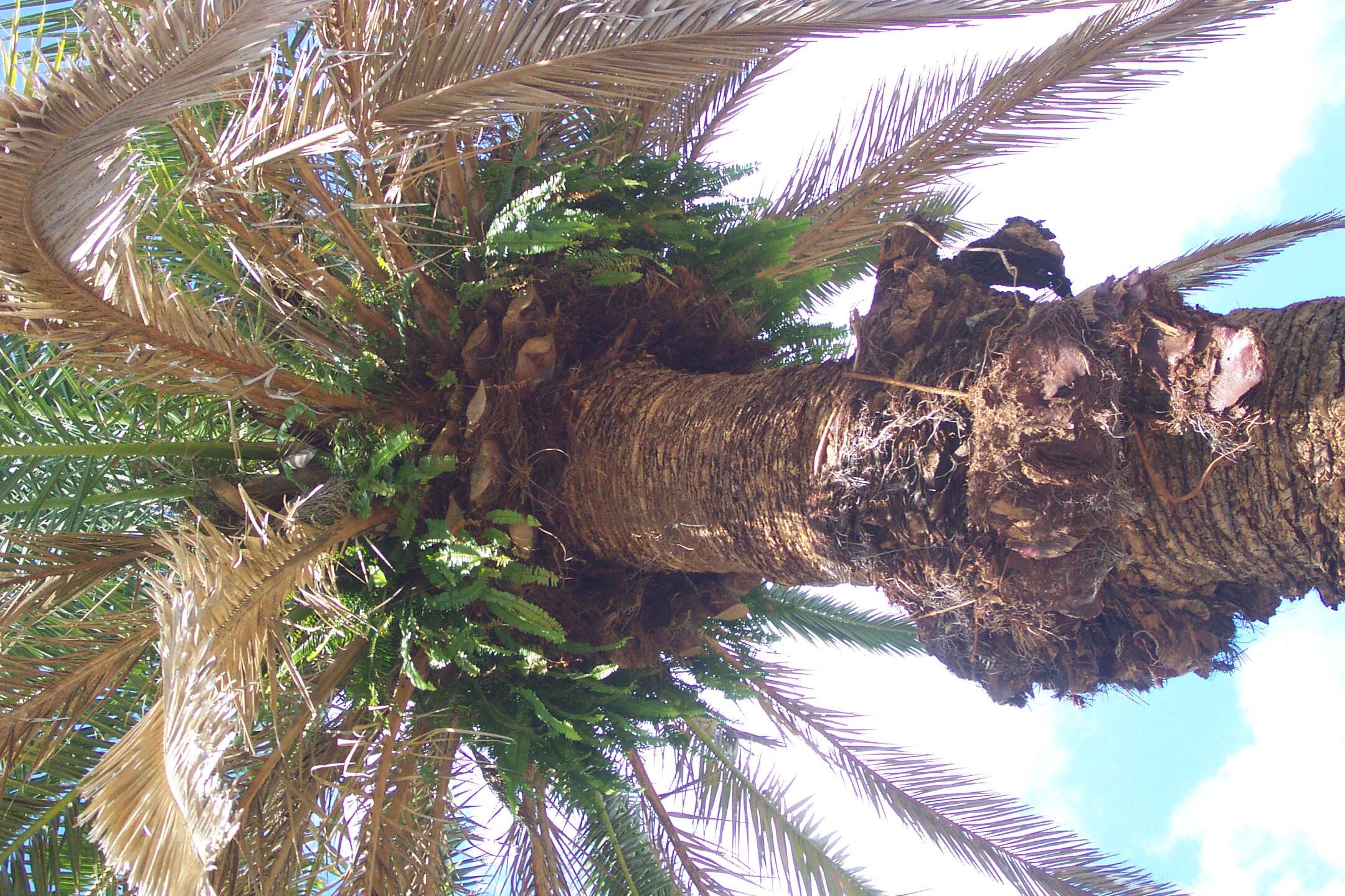 Image of narrow swordfern