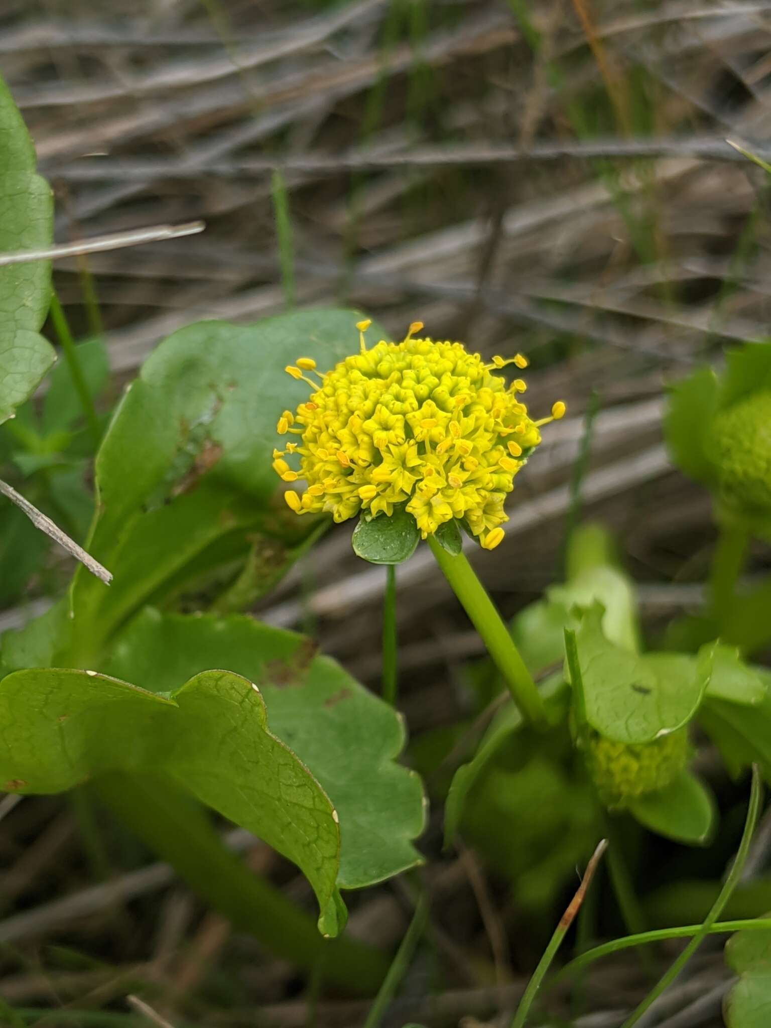 Image of adobe snakeroot