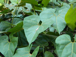 Image of Aristolochia didyma S. Moore