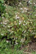 Image of New Zealand calceolaria