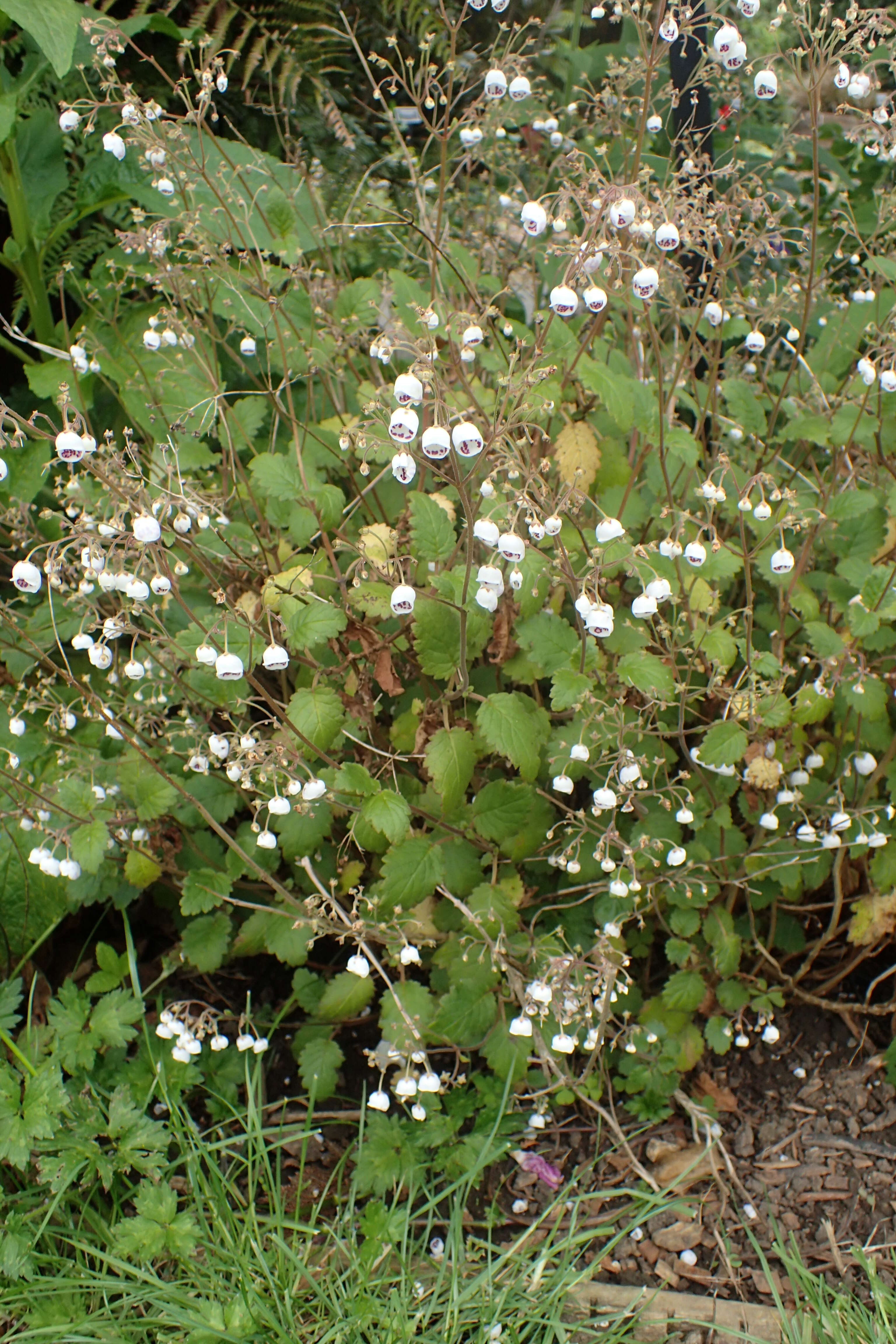 Image of New Zealand calceolaria