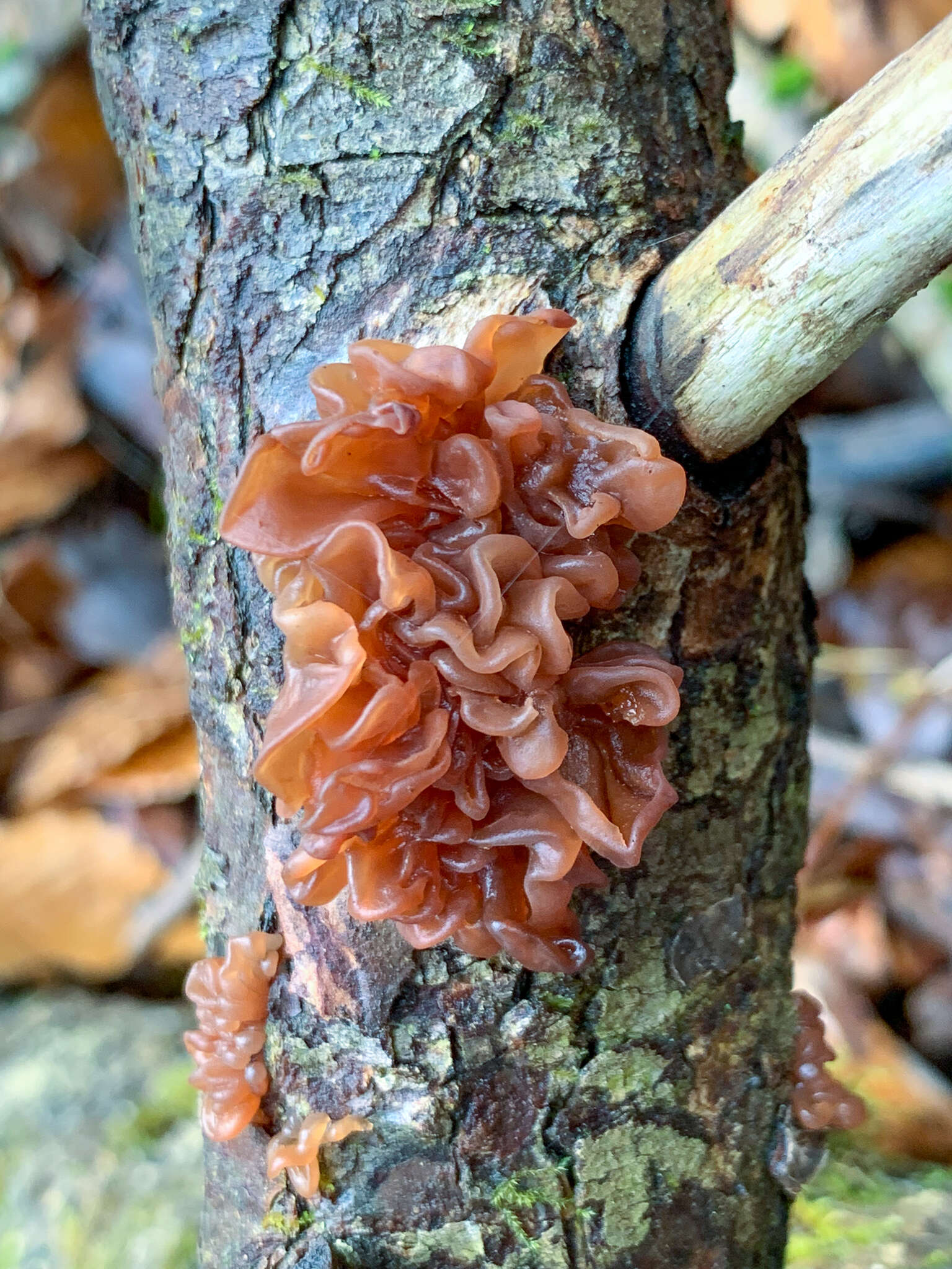 Image of Phaeotremella foliacea (Pers.) Wedin, J. C. Zamora & Millanes 2016