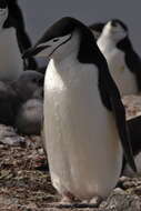 Image of Chinstrap Penguin