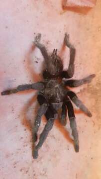 Слика од Brachypelma schroederi Rudloff 2003